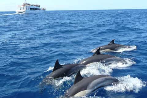 Product Description Image